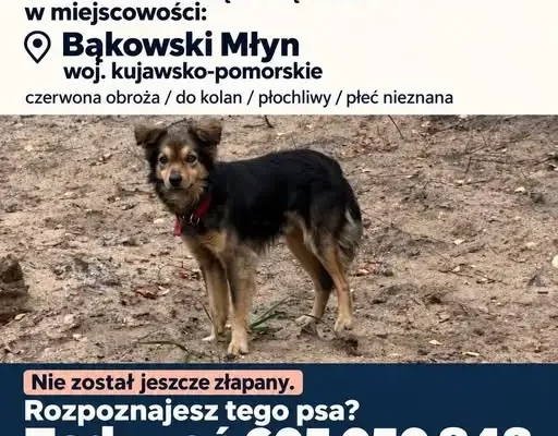 Zaginiony pies w Bąkowskim Młynie. Może został porzucony?