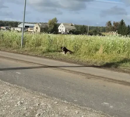 Znaleziono psa w Stążkach – szukamy właściciela