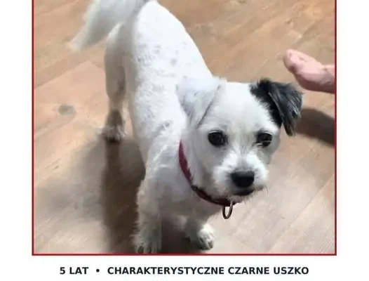 Zaginął pies Dolly – właścicielka prosi o pomoc i wyznaczyła nagrodę