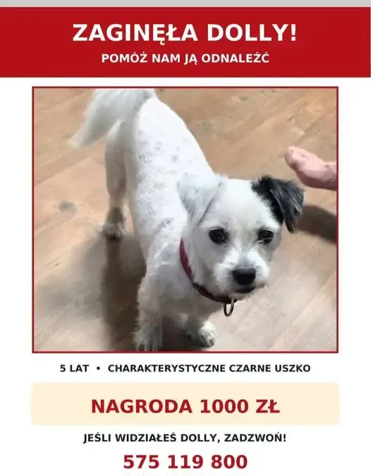 Zaginął pies Dolly – właścicielka prosi o pomoc i wyznaczyła nagrodę