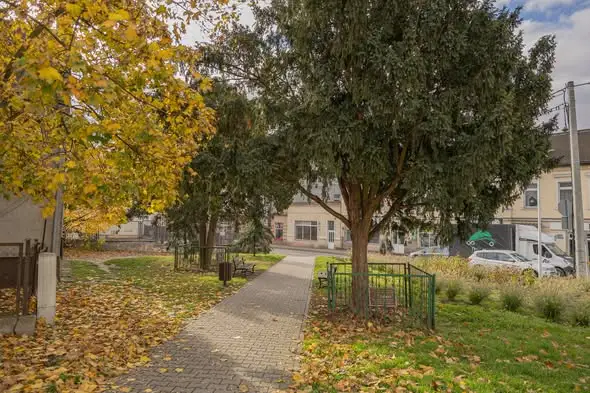 Świecie zadbało o 50 pomników przyrody. Zabiegi kosztowały prawie 96 tys. zł