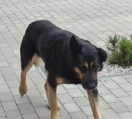 Pies od kilku dni czeka na właściciela przy ulicy Chabrowej w Bukowcu