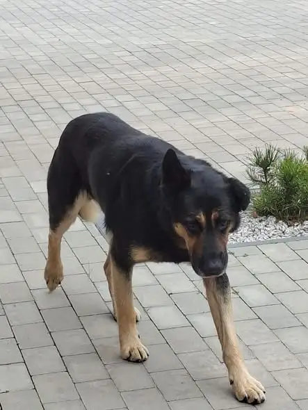 Pies od kilku dni czeka na właściciela przy ulicy Chabrowej w Bukowcu
